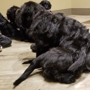 Briard Puppies from Sendero Briards