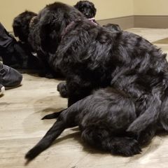 Briard Puppies from Sendero Briards