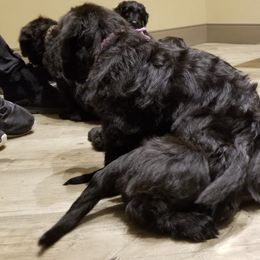 Briard Puppies from Sendero Briards