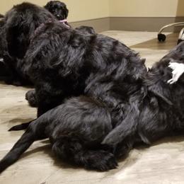 Briard Puppies from Sendero Briards