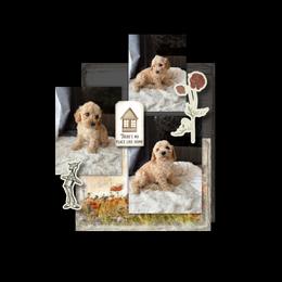 Yorkipoo Puppies from Emerald City Poodles