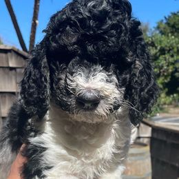 Goldendoodles and Labradoodles from Diaz Doodles