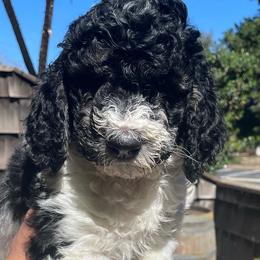 Goldendoodles and Labradoodles from Diaz Doodles