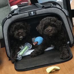 Australian Labradoodle Puppies from Charlotte Labradoodles