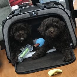 Australian Labradoodle Puppies from Charlotte Labradoodles