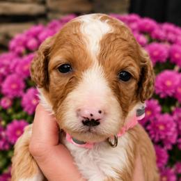 Reba-Female 1 - Cream and white female Aussiedoodle puppy in Mouth Of Wilson, Virginia from Holly Ridge Aussies, Aussiedoodles & Corgis