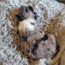 Aussiedoodle Puppies from Down Under Doodles