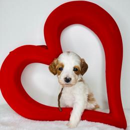 Brown Collar - Parti male Goldendoodle puppy in Miami, Florida from GoldStar Doodles USA