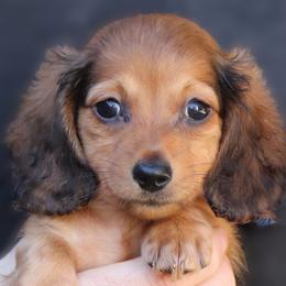 Hercules - Red male Dachshund puppy in Azle, Texas from American Dachshunds