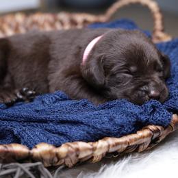 Labrador Retriever Puppies from AGL Retrievers