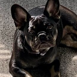 Godiva - French Bulldog