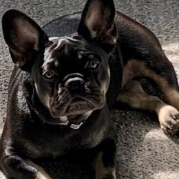 Godiva - French Bulldog