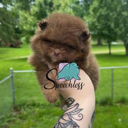 Remy -4000.00 dollars - Chocolate and tan male Pomeranian puppy in Perry County, Ohio from Speechless Pom’s