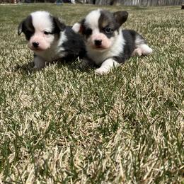 Pembroke Welsh Corgi Puppies from Maria's Pembroke Welsh Corgis