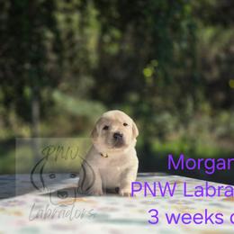 Morgan - Yellow female Labrador Retriever puppy in Rogue River, Oregon from PNW Labradors