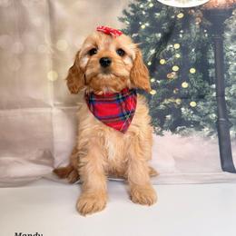Mandy - Apricot female Cavapoo puppy in Pocasset, Massachusetts from Mini Goldendoodles of Cape Cod
