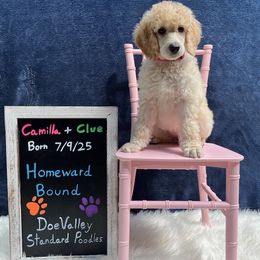Pink Collar - White female Poodle puppy in Athol, Massachusetts from DoeValley Standard Poodles