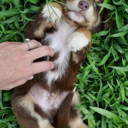 Australian Shepherd Puppies from Canyon South Aussies