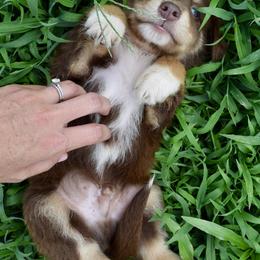 Australian Shepherd Puppies from Canyon South Aussies