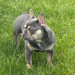 Zeni - French Bulldog