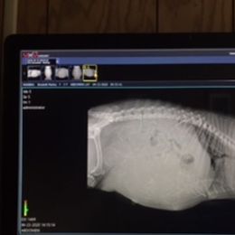 French Bulldog puppies from Antelope Springs Frenchies