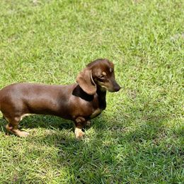 Maple - Dachshund