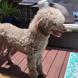 Shimmer - Poodle