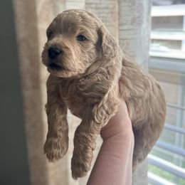 Bud - Cream Goldendoodle puppy in Indianapolis, Indiana from Circle City Pups