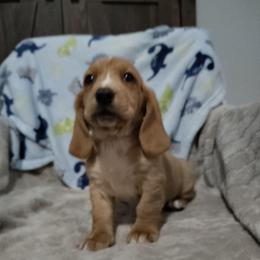Asher - Tan and white male Basset Hound puppy in Newton Grove, North Carolina from MGA Basset Hound
