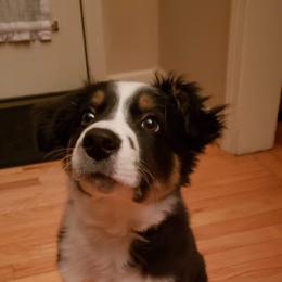 Border Collie Puppies from Burke BC’s