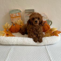 Red - Red  male Poodle puppy in Bakersfield, California from Pups and Paws Toy Poodles