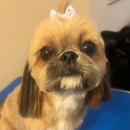 Opal - Shih Tzu