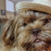 Shichons and Shih Tzus from Willow River