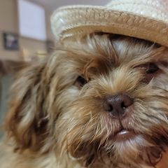 Shichons and Shih Tzus from Willow River