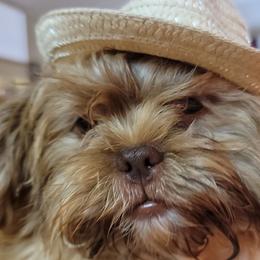 Shichons and Shih Tzus from Willow River