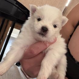 Polar Bear - White female Pomeranian puppy in Cheektowaga, New York from Luxe Legacy Pomeranians