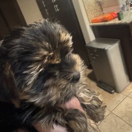 Doll face - Black and gold female Yorkshire Terrier puppy in Riverside, California from Playful Puppies