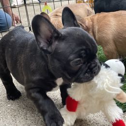 French Bulldog Puppies from Timeless French Bulldogs