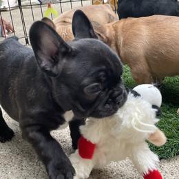 French Bulldog Puppies from Timeless French Bulldogs