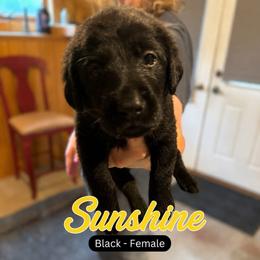Sunshine - Black female Labrador Retriever puppy in Howards Grove, Wisconsin from Hunter’s Moon Retrievers