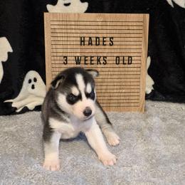 Hades - Black and white male Siberian Husky puppy in Brunswick, Ohio from Blue Star Siberians