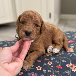Fluttershy- Teal - Apricot female Goldendoodle puppy in Bay City, Texas from Charming Doods Goldendoodles