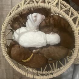 Goldendoodle Puppies from Graystone Doodles