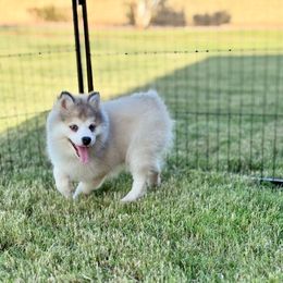 Reese's - Gray and white male Pomsky puppy in Mesa, Arizona from Platinum Pomskies