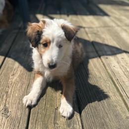 Zuma (Orange) - Sable and white male Shetland Sheepdog puppy in Mi   Clarkston, Michigan from Heslip Family Puppies