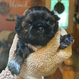 Gator - Sable and white male Shih Tzu puppy in Nekoosa, Wisconsin from Brox Acres House of Fur LLC