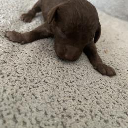 Boy 5 - Brown male Poodle puppy in St Augustine, Florida from St Augustine Poodles