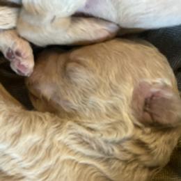 Boy 3 - male Labradoodle puppy in Toledo, Washington from Bigfoot Doodles