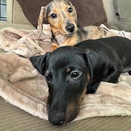 Dachshund Puppies from Story Dachshunds