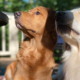 Golden Retrievers from Hampshire Goldens